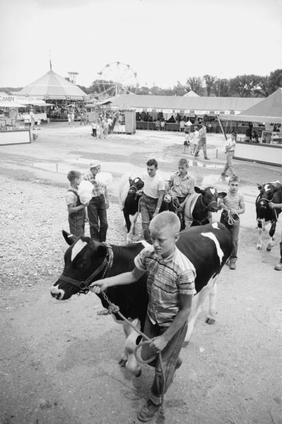 Slightly elevated view of children parading their cows at the Dane County Junior Fair. Judy Hurlbut (15), Route 2, Verona, won the grand championship steer award and her brother Charles (12) won the grand championship beef female award.
