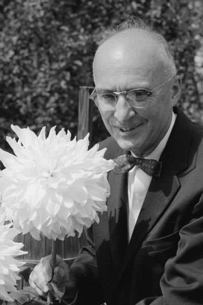 State Supreme Court Justice George R. Currie poses with dahlias he will be exhibiting at the annual dahlia and flower show of the Badger State Dahlia Society.