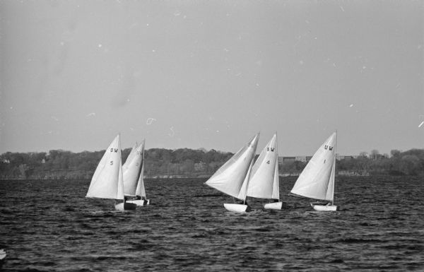 Sailboats on a Madison lake, it is unclear whether it is Lake Mendota or Lake Monona. Trees are along the far shoreline.