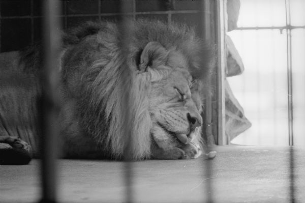 View through bars of a lion sleeping in a cage at Vilas Park Zoo. 