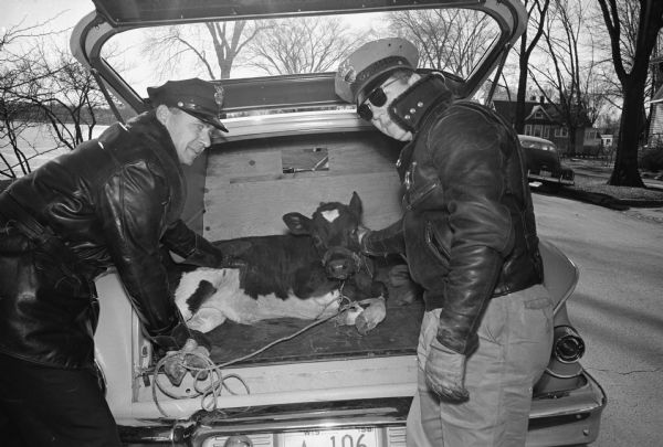 Police patrolman Sylvian Kindschi (left) and Dogcatcher William Hughes load a calf into the dogcatcher's truck on West Shore drive. The calf had fallen out of the car trunk it was in on the way to Oscar Mayer Company by J.W. Starry of rural Verona.