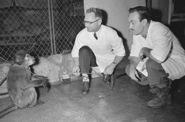 Smokey the monkey is coaxed by veterinarian Dr. A.M. McDonald and Harold Hayes, zoo director, to have an examination at the Henry Vilas Zoo.   