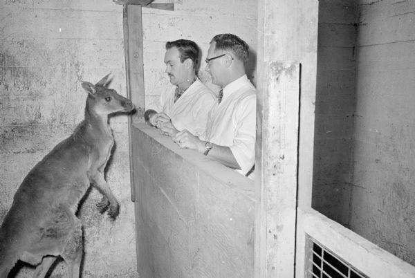 Joey the kangaroo is cared for by Harold Hayes, zoo director, and veterinarian Dr. A.M. McDonald at the Henry Vilas Zoo.