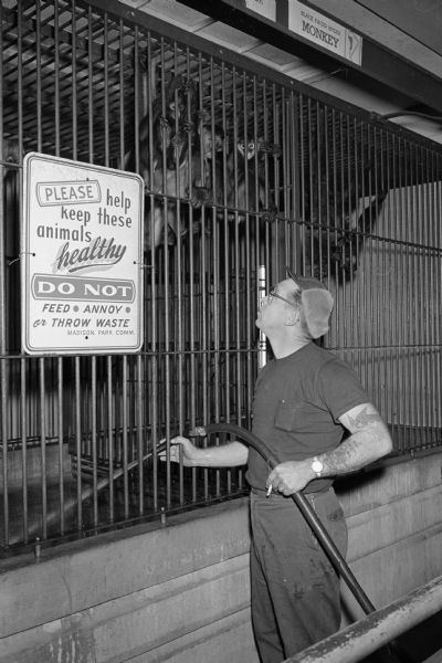 Zookeeper Dale Coyier, 2239 Myrtle Street, washes down a monkey cage at the Henry Vilas Zoo. A sign on the cage states "Please help keep these animals healthy. Do not feed, annoy, or throw waste. Madison Parks Commission".