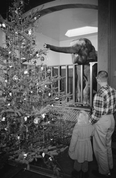 Winkie the elephant at the Henry Vilas Zoo enjoys the Christmas Tree in the lion cage next to his cage. A father and daughter watch as Winkie reaches for the needles on the tree.  