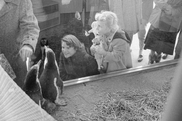Onlookers look at two new baby penguins in the display window at the Wolff, Kubly, and Hirsig store on Madison's Capitol square. They will later by taken to the Vilas Park zoo.