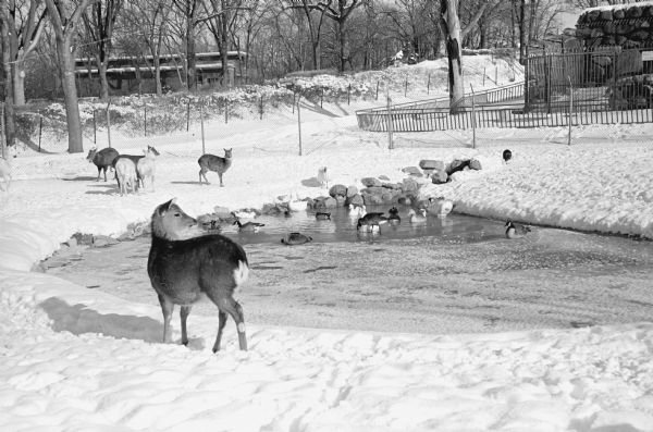 Animals at the Henry Vilas Zoo keep active during winter weather. 