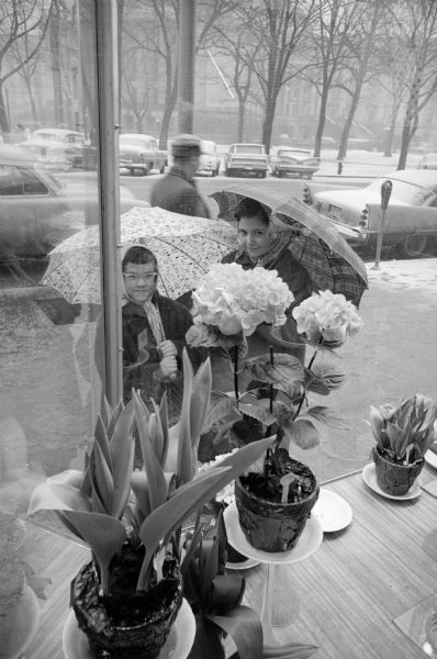 View from inside looking through show window towards two young girls holding umbrellas who are standing outdoors on the sidewalk on the Capitol Square. They are looking at the display of potted spring flowers. The Wisconsin State Capitol is across the street in the background.