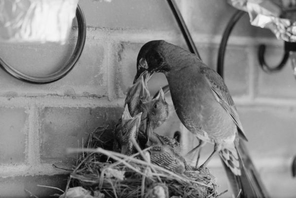 A robin feeding a worm to baby birds in a nest located in a flower pot on the balcony of the C.A. Grant apartment, 111 Wilson Street.