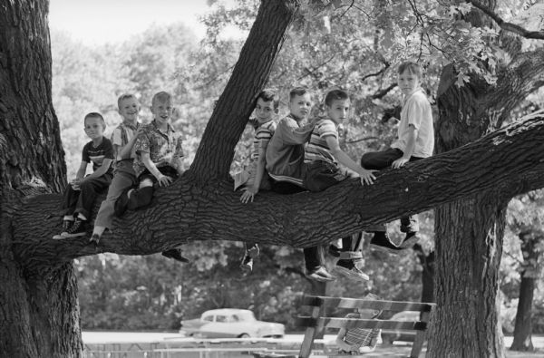 Seated on a large lower tree limb in Vilas Park are, left to right, Danny Tortorice, John Fasel, Frank Lawrence, Raymond Falci, Tom Fields, Mike Williams and Tom Lawrence. Another boy is sitting on a bench below the group.