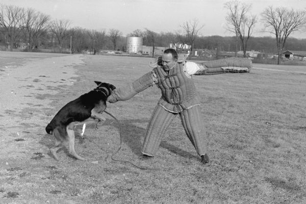 An unidentified Dane County Sheriff Department employee training a police dog. The man and the dog are in a field, and a storage tank is near buildings in the background.
