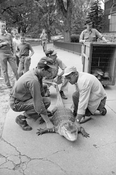 Three zoo keepers move a 45-year-old, one-hundred-fifty pound alligator from its winter pen to an outside pen at the Vilas Park Zoo.