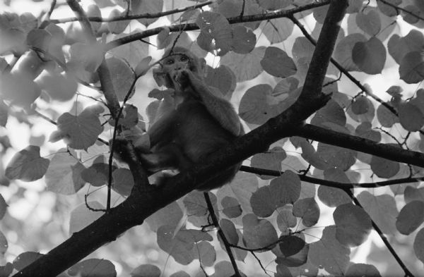 Thirty-eight Rhesus monkeys escaped from the basement of the Vilas zoo monkey house on August 4, 1960. Sixteen were captured right away but it took until December 5 to capture the rest. The original caption states: "One of 38 monkeys escaped from the Vilas zoo sits atop a 75-foot tree."