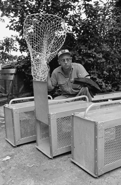 A zookeeper poses with a net and three large box traps. Thirty-eight Rhesus monkeys escaped from the basement of the Vilas zoo monkey house on August 4, 1960. Sixteen were captured right away but it took until December 5 to capture the rest. The original caption states: "Dale Coyier, Vilas park zookeeper, poses with the equipment which has been used in capturing the Rhesus monkeys which escaped. The box traps, baited with fresh fruit, succeeded in boxing 31 of the 38 escapees. The heavy gloves he holds are used to prevent the monkeys from biting and scratching. Of the seven monkeys still loose, four are still in the zoo area, and three have disappeared."