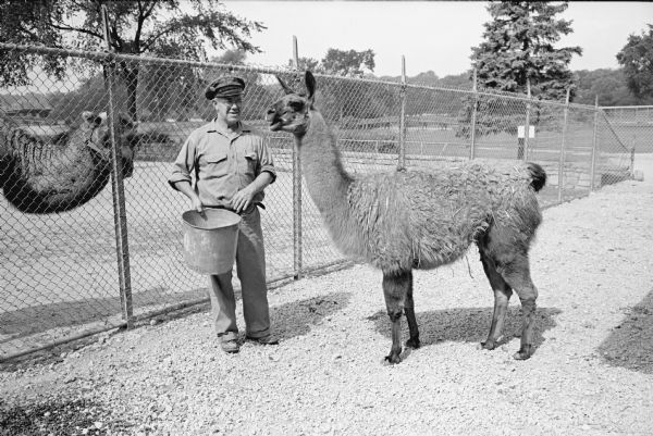Eloise, a part llama and part guamaco breed and a new resident at the Vilas Park Zoo. She had been a pet of the Katz family of Racine. A man is standing near a fence on the left, holding a pail and wearing a hat that reads, "Henry Vilas Park Zoo." Behind the fence on the far left is a camel.
