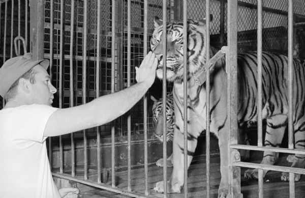 A man in front of a tiger in a cage at the Vilas Park Zoo.