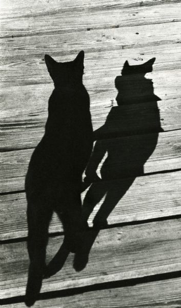 A black cat walking on a wooden walkway casting a shadow on a sunny day.