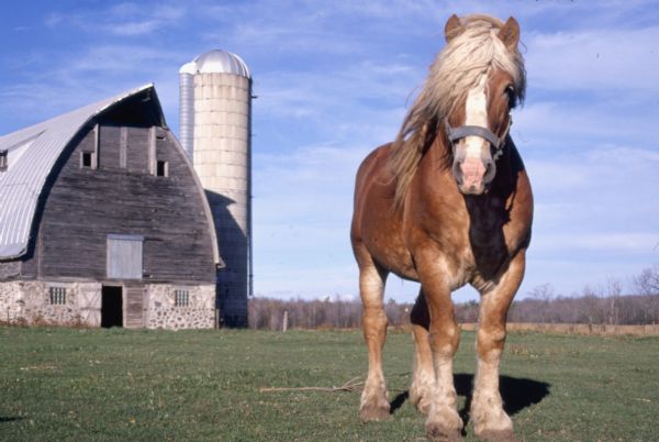 View across field towards a horse standing in an open field.