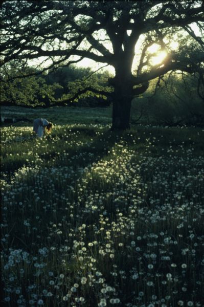 A woman is standing and bending over in a field of dandelions gone to seed under a large tree. The sun is setting in the background.