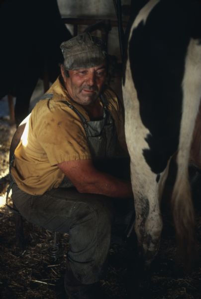 Farmer sitting and milking a cow.