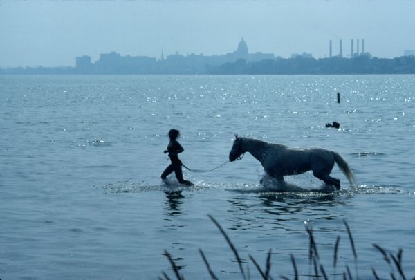 Woman leading her white horse through shallow waters in Lake Monona. In the background is the downtown Madison skyline.