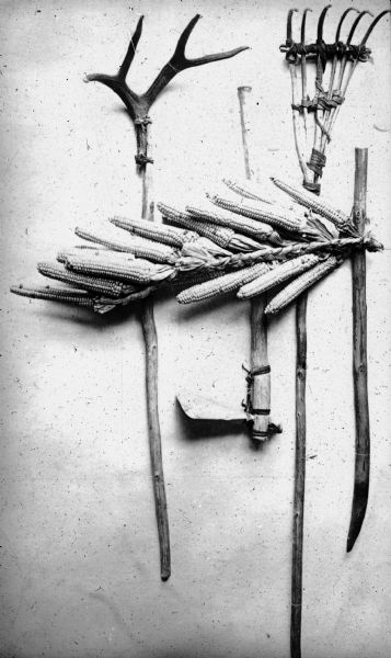 Ears of corn with their husks braided together for drying are arranged over farming tools, including a sharpened stick, rake, hoe and a cultivator made from a deer antler. 