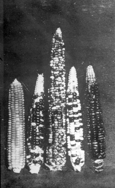 Five ears of Indian, or flint, corn (Zea mays indurata) illustrate the variation in size and coloration.