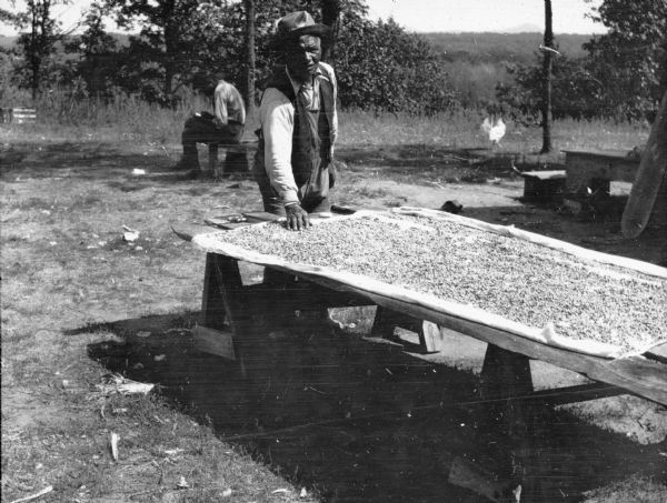 An unidentified Native American man is standing with his hand on a makeshift work table holding shelled corn spread over a piece of cloth. The table is made of rough planks supported by saw horses. In the background is another man, sitting on a bench, who appears to be writing in a small book, and a chicken running free.