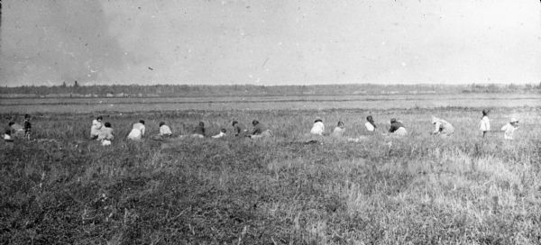 A group of Native Americans, working in a long row, harvesting cranberries. They appear to be women and children. Dwellings are in the background on the left.