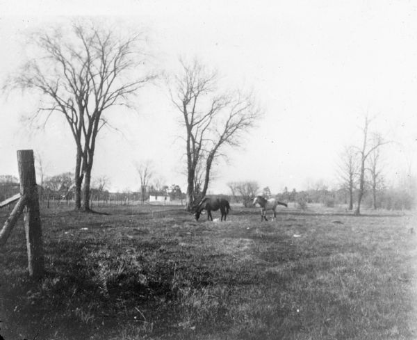 View across pasture towards two horses, one grazing and one running. In the foreground is the corner of a fence. There is a small building, possibly a dwelling, in the background.