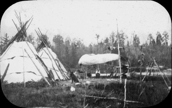 A lantern slide reproduction of a printed image of a Chippewa camp. Two dogs, center, are facing the camera. Two birch bark covered tipis are on the left; there is a canoe on the ground at right near an open shelter, and other constructions made of branches and saplings.