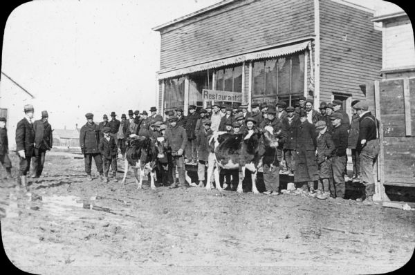 View across muddy ground towards a man holding a dairy cow by the halter, and on the left a boy holding the lead of a heifer. They are standing in front of a group of men and boys, most of whom are standing on an elevated wooden sidewalk in front of a restaurant, identified by lettering on the awning as belonging to "C. E. Morrison and Bro." 