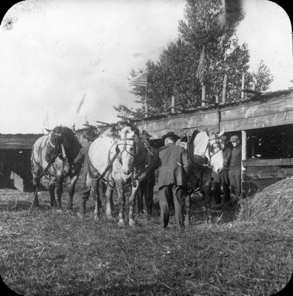 A man in a suit, with his back to the camera, is inspecting one of four draft horses. Other men are holding the horses, which are harnessed with horse collars. In the background is a shed with several open stalls. Two flags are flying from poles on the roof of the shed. 