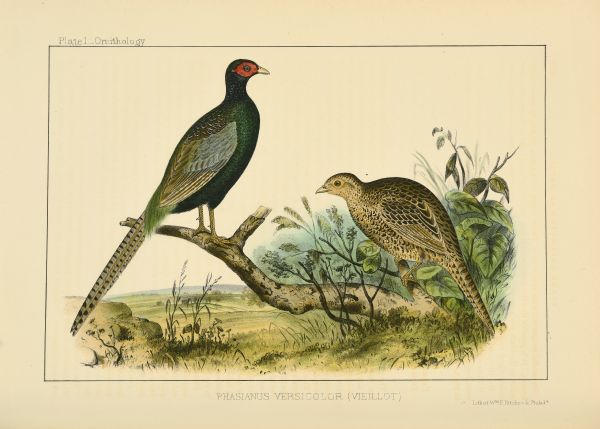 A hand-colored lithograph, produced by Wm. E. Hitchcock, of the male, left, and female Japanese green pheasant, identified as Plate 1 - Ornithology.  The image was created from the drawings of William Heine, who collected specimens of the bird in Japan while a member of Commodore Perry's Expedition of 1854-1855. "Vieillot" refers the the French ornithologist Louis Jean Pierre Vieillot (1748-1831) who named the species in 1825.