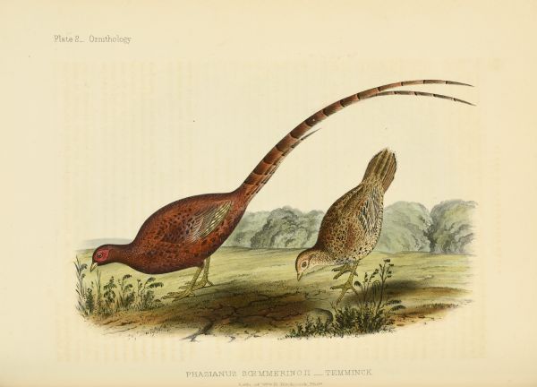Hand-colored lithograph of the male, left, and female copper pheasant, prepared by Wm. E. Hitchcock from drawings of specimens collected in Japan by William Heine. Heine was the artist on Commodore Perry's Expedition to the China Seas and Japan. Dutch zoologist Coenraad Jacob Temminck (1778-1858) is cited as the authority for the scientific name of the bird.  