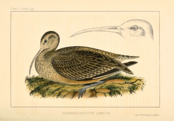 A hand-colored lithograph prepared by Wm. E. Hitchcock from William Heine's drawings of a male specimen of <i>Numenius tahiticus</i> (now <i>Numenius tahitiensis</i>) collected near Hakodate on the northern Japanese island of Hokkaido.  The drawing of the head and bill is adult size.  "Gmelin" refers to the German naturalist Johann Friedrich Gmelin (1748-1804), who assigned the scientific name in 1789.  