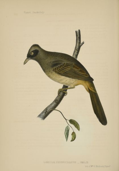A hand-colored lithograph, produced by Wm. E. Hitchcock, of the adult male <i>Garrulax perspicillatus</i>.  It was created from William Heine's drawings of a specimen collected at Macao (now Macau) China. "Gmelin" refers to German naturalist Johann Friedrich Gmelin (1748-1804), who assigned the scientific name to this bird.