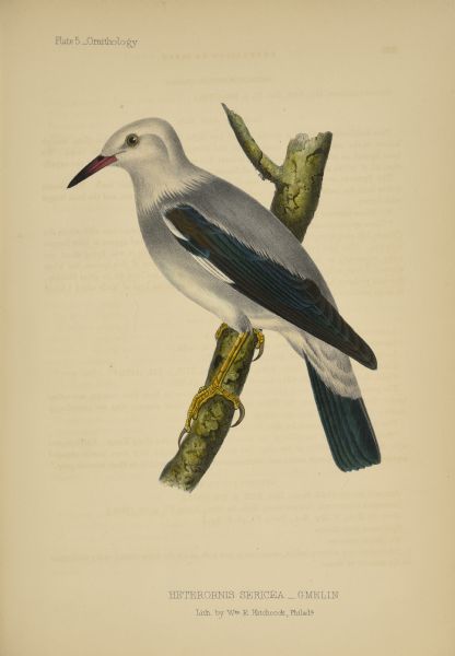 A hand-colored lithograph produced by Wm. E. Hitchcock, from drawings created by William Heine, artist to Commodore Perry's Expedition to Japan. The bird, an adult male, is described in the text as a type of "grakle." "Gmelin" refers to German naturalist Johann Friedrich Gemilin (1748-1804) who assigned the scientific name. 