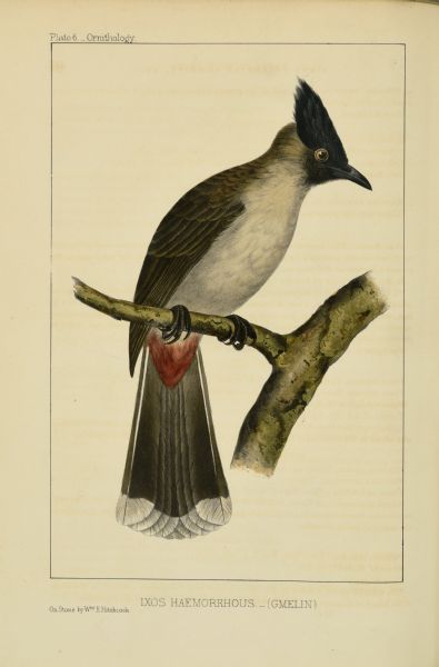 A bird, identified as <i>Ixos haemorrhous</i>, perches on a small branch. The hand-colored lithograph was produced by Wm. E. Hitchcock from William Heine's drawings of an adult male specimen collected near Macao (now Macau) China on Commodore Perry's Expedition. "Gmelin" refers to German naturalist Johann Freidrich Gmelin who assigned the scientific name. This name is no longer in use, and the bird is most likely a sooty headed bulbul, <i>Pycnonotus aurigaster</i>.
