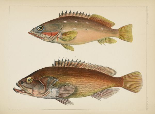 A hand-colored lithograph, prepared from drawings by Bayard Taylor, depicts two highly colored fish, identified as <i>Serranus tsirimenara</i>, top, and <i>Serranus marginalis</i>.  Both are now considered variants of the blacktip grouper, <i>Epinephelus fasciatus</i>, family <i>Serranidae</i>.  These specimens were collected at Port Lloyd, Bonin (Ogasawara) Islands.  Bayard Taylor (1825-1878) was an American author, poet, artist and diplomat who joined the Perry Expedition in China.

