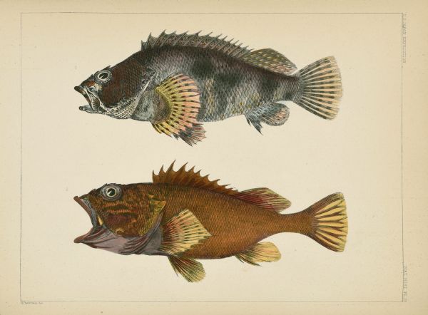A hand-colored lithograph, made from drawings by Hamilton Patterson, Perry Expedition draftsman, of two colorful fish. Both are identified as <i>Sebastes</i> (synonymous with <i>Sebastiscus</i>) <i>marmoratus</i>, also known as rockfish or false kelpfish. These specimens were collected near Shimoda, Japan.