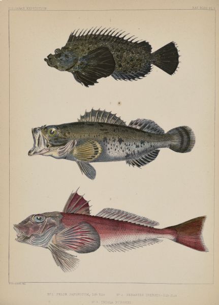 A hand-colored lithograph of three fish specimens collected near Japan, from drawings prepared by H. Patterson. No. 1, top, is identified as <i>Pelor japonicum</i> - Life Size. It is a scorpion fish in the family <i>Choridactylinae</i> and was collected near Shimoda.  No. 2, center, is <i>Sebastes inermis</i> - Life Size. Also known as the Japanese red rockfish, it was collected near Hakodate.  No. 3, bottom, is identified as <i>Trigla bürgeri</i>. The specimen, a red gurnard, was collected near Shimoda; the current accepted scientific name is <i>Chelidonichthys kumu</i>.