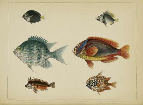 A hand-colored lithograph prepared from drawings by Perry expedition draftsman Hamilton Patterson of specimens collected in the waters of Japan. Included are, No. 1, top left, <i>Etroplus fumosus</i>, current accepted name <i>Acanthurus thompsoni</i> (Thompson's surgeon fish); No. 2, top right, <i>Heniochus macrolepidotus</i>, accepted name <i>Heniochus acuminatus</i>; No. 3, middle left, <i>Glyphisodon smaragdinus</i>, accepted name <i>Amblyglyphidodon curacao</i>; No. 4, middle right, <i>Amphiprion frenatus</i> (red clownfish); No. 5, bottom left, <i>Apistus rubripinnis</i>, accepted name <i>Paracentropogon rubripinnis</i>; and No. 6, bottom right, <i>Monocentris japonicus</i>, current name <i>Monocentris japonica</i> (pinecone fish). Numbers one through three were collected in the Lew Chew Islands (Okinawa); the remaining were collected near Shimoda. 
