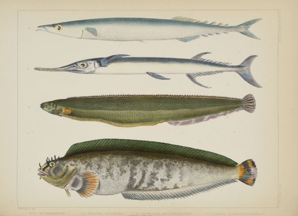 A hand-colored lithograph prepared from drawings made by draftsman Hamilton Patterson of four fish collected on Perry's expedition to Japan. They are numbered from the bottom. No. 1 is identified as <i>Clinus polyactocephalus</i>, correctly, <i>Blennius polyactocephalus</i> and was collected near Hakodate. No. 2, the orange bellied butterfish, was also collected near Hakodate and is identified as <i>Gunnellus dolichogaster</i>, accepted names <i>Gunnellus crassispina</i> or <i>Pholis crassispina</i>. No. 3 is identified as <i>Belone gigantea</i>, synonym <i>Tylosurus crocodilus</i> and was collected in the waters of the Lew Chew Islands (now Okinawa). No. 4, <i>Scomberesox saira</i>, synonym, <i>Cololabris saira</i>, was collected near Shimoda.