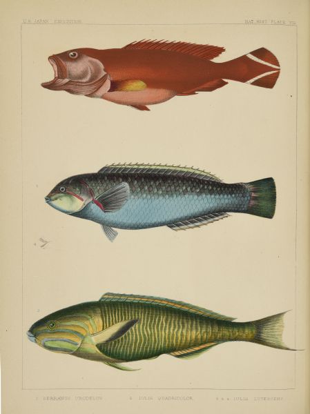 A hand-colored lithograph of three colorful fish collected and drawn by an unnamed artist on Perry's expedition to Japan. No. 1 is identified as <i>Serranus urodelus</i>, current accepted name <i>Cephalopholis urodeta</i> and was collected in the Lew Chew Islands (Okinawa).  No. 2 is Identified as <i>Iulis (Julis) quadricolor</i>, and is probably <i>Scarus quinquevittatum</i>, synonym <i>Thalassoma quinquevittatum</i>. It was collected near Shimoda. No. 3 is identified as <i>Iulis (Julis) lutescens</i>; current accepted name <i>Thalassoma lutescens</i>. No. 4 is a detail of the mouth and teeth of <i>Thalassoma lutescens</i>.  The specimen was collected near Napha, Lew Chew Islands, now Naha, Okinawa.