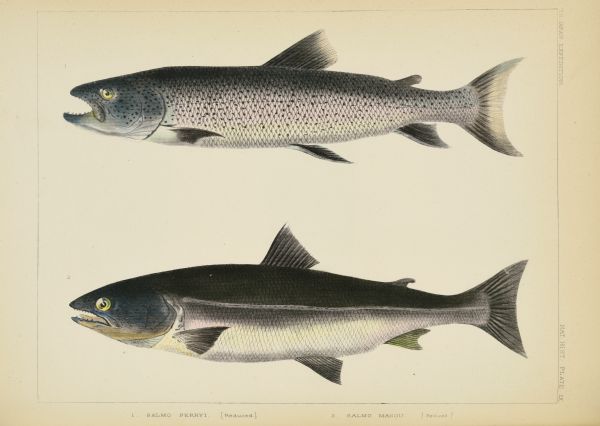 A hand-colored lithograph of two species of salmon collected near Hakodate, Japan by members of the Perry expedition. James Carson Brevoort later studied the specimens and the drawings made by the artists in the field and recognized that these species had not previously been documented in the western scientific literature. He named the fish at top (No. 1) <i>Salmo perryi</i> to honor Commodore M. C. Perry. The current accepted name is <i>Parahucho (or Hucho) perryi</i>. Brevoort named No. 2, bottom, <i>Salmo masou</i>; masou is phonetically a Japanese word for salmon. The current accepted name is <i>Oncorhynchus masou masou</i>.  