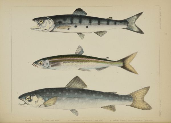 A hand-colored lithograph of three fish specimens collected near Hakodate, Japan by members of the Perry expedition. At top, a young fish identified only as <i>Salmo ?</i> and is most likely <i>Oncorhynchus masou masou</i>. No. 2 was named by James Carson Brevoort <i>Osmerus japonicus</i>; the current accepted name is <i>Hypomesus japonicus</i>. No. 3, bottom is labeled <i>Salmo [Fario] leucomaenis</i>; the current accepted name is <i>Salvelinus leucomaenis</i>. 
