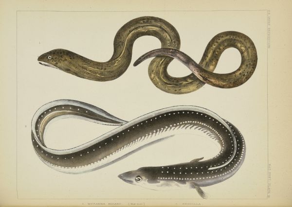 A hand-colored lithograph of two eels, created from drawings and descriptions of specimens collected by members of the Perry expedition. No. 1, top, was collected near Shimoda and is labeled <i>Muraena kidako</i>; the current accepted name is <i>Gymnothorax kidako</i>.  James Carson Brevoort, who prepared the published notes on the collected fish specimens, recognized No. 2, bottom, as a previously undescribed species, which he named <i>Anguilla myriaster</i> which has been modified to <i>Conger myriaster</i>. The specimen was collected near Hakodate.