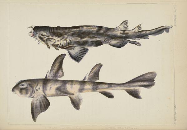 A hand-colored lithograph prepared from drawings and descriptions of two shark specimens collected near Shimoda by members of Perry's Japan expedition. No. 1, top, a banded houndshark, is labeled <i>Triakis scyllium</i>. No. 2, labeled <i>Cestracion phillippi</i>, is a bullhead shark. The current accepted name is <i> Heterodontus japonicus</i>.