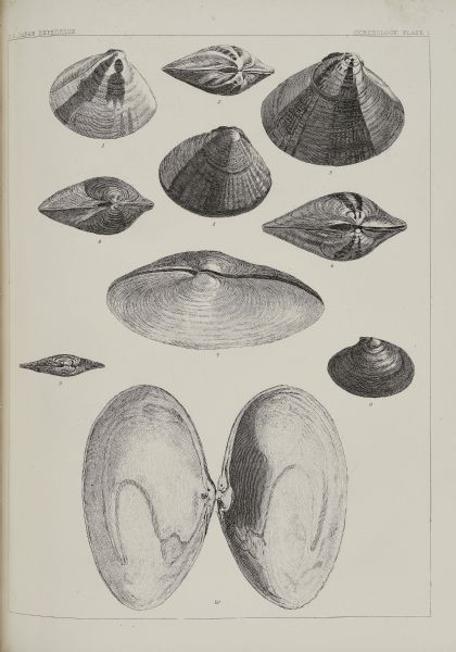 An etching, labeled <i>Conchology Plate 1</i> depicts a number of bivalve mollusks collected and drawn by members of the Perry expedition. The specimens were described and named by American physician and conchologist John Clarkson Jay (1808-1891). Figures 1 through 6 are <i>Cytherea formosa</i>, accepted name <i>Meretrix lusoria</i> and were collected near Okinawa.  Figures 7 and 10 are <i>Mya japonica</i>, accepted name <i>Mya arenia</i>, collected at Volcano Bay, Hokkaido. Figures 8 and 9 are <i>Psammobia olivacea</i>, current accepted name <i>Nuttallia obscurata</i>, collected in the Bay of Yedo (Tokyo Bay). 